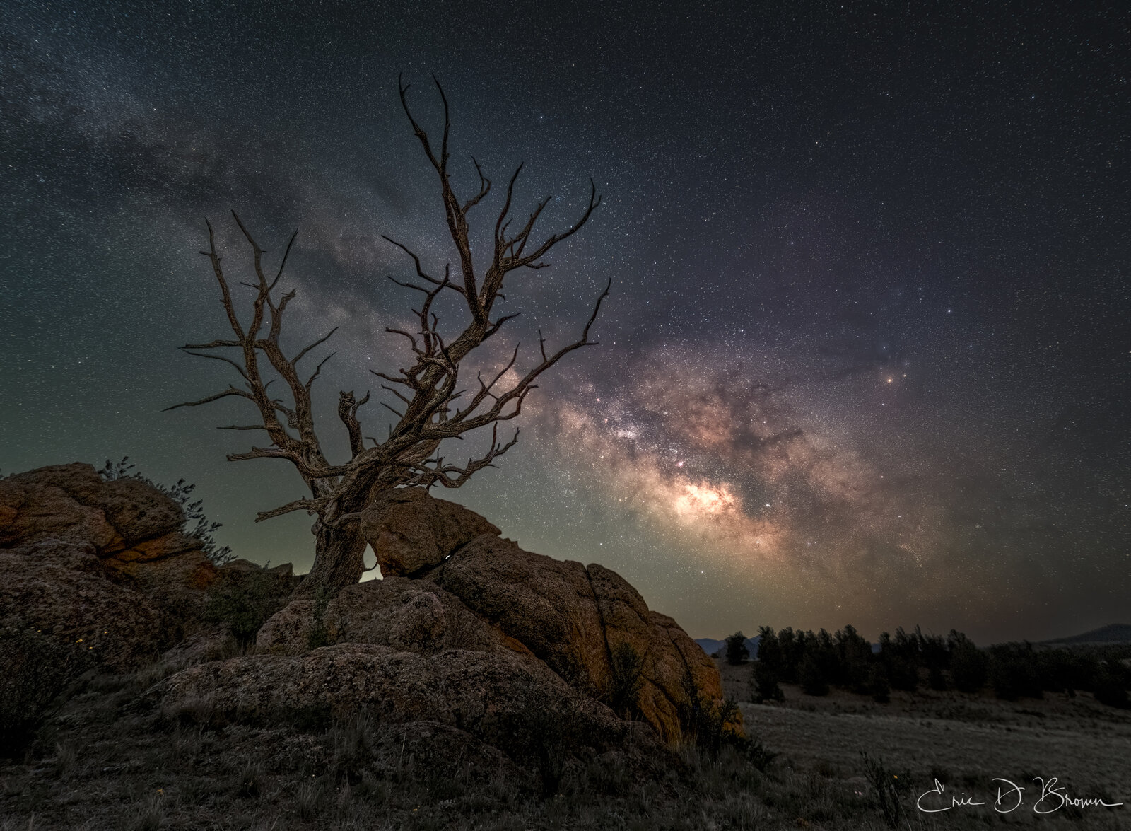 Milky Way over a dead tree, by Eric D. Brown